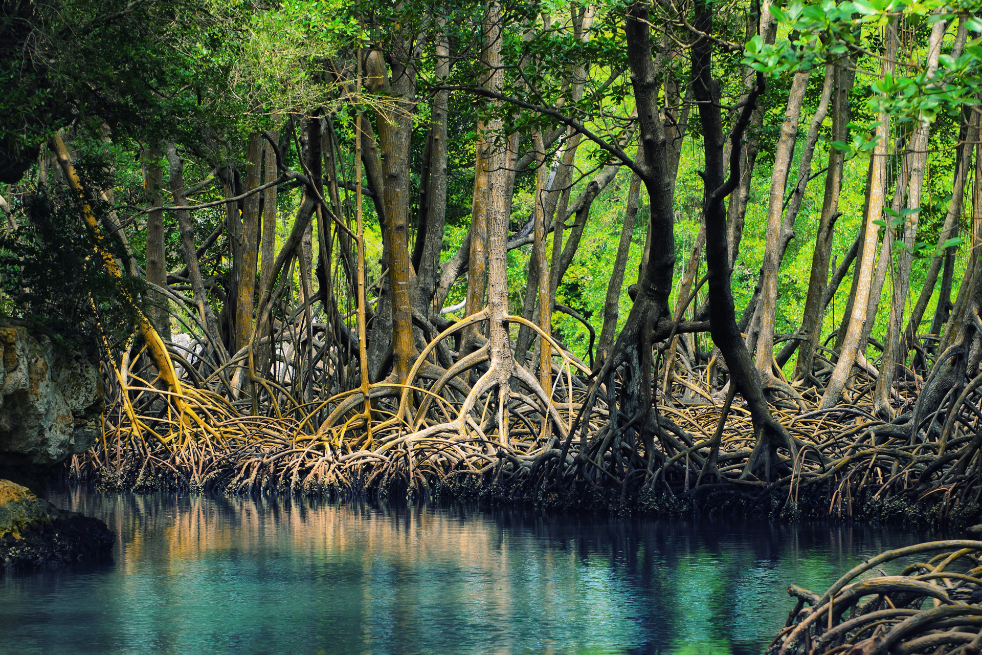 Types Of Mangroves