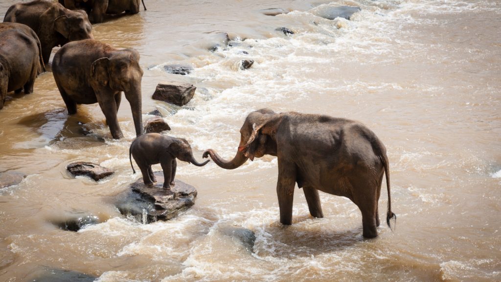 Adult elephant, helping calf with its trunk, standing on a rock in the brown river water to cross with herd of elephants at the back