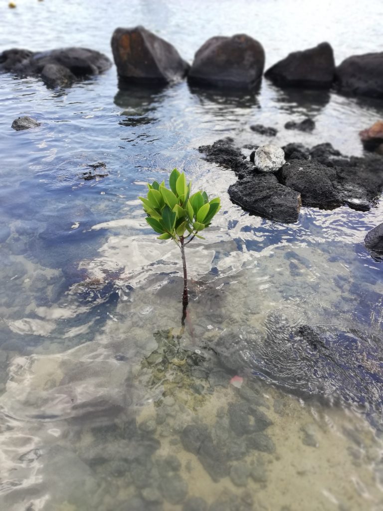 Why Islands Must Protect Their Mangroves Yo Nature 1057