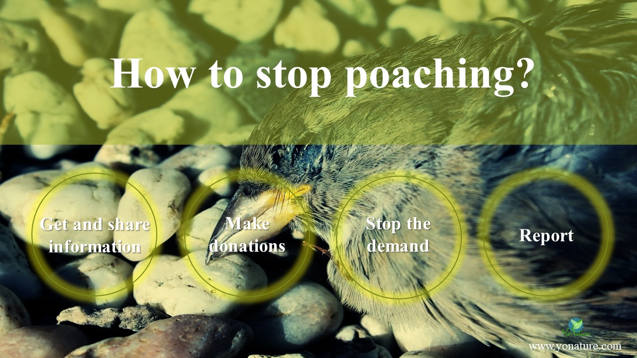 Poaching – the cruelty driven business - Yo Nature