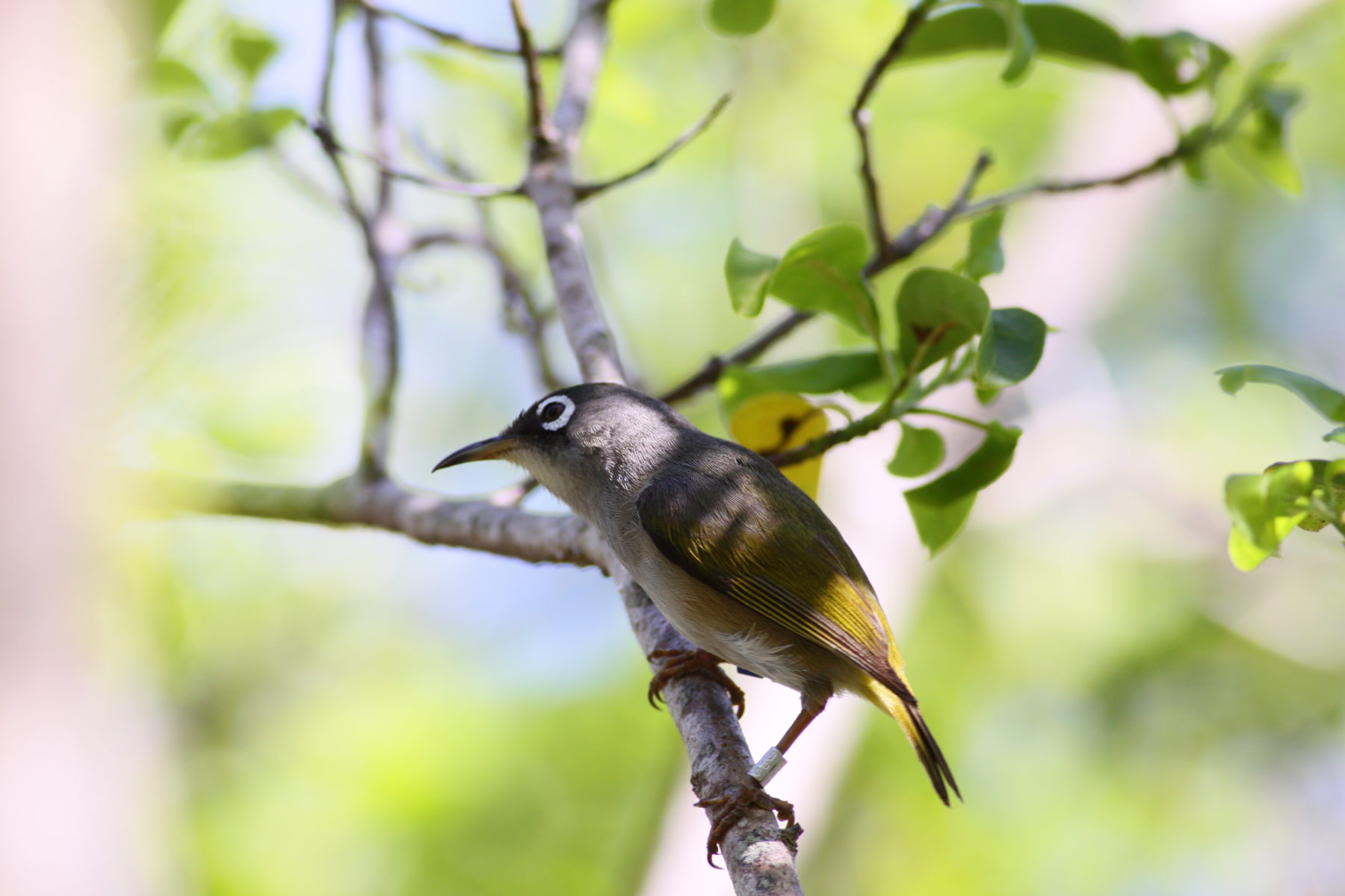 Biodiversity (Flora and Fauna) of Mauritius - Yo Nature