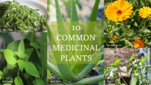 10 common medicinal plants in Mauritius - Yo Nature