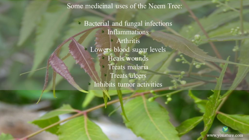 Elongated green leaves of the neem tree and its medicinal uses