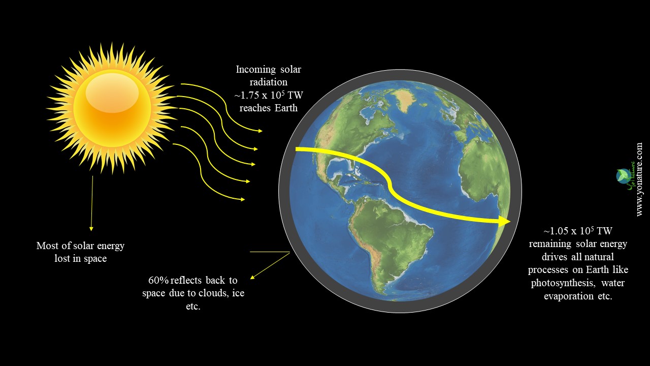 Where Do Plants Store Energy From The Sun