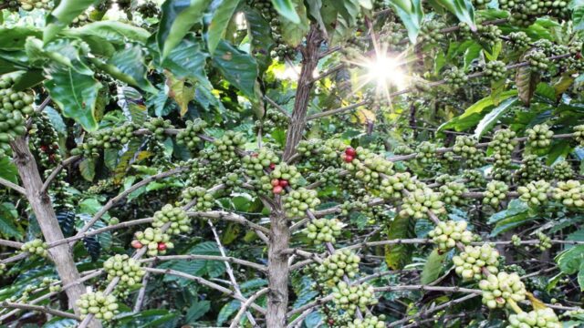 Coffee: History, Types, Benefits, Problems and Fair Trade - Yo Nature