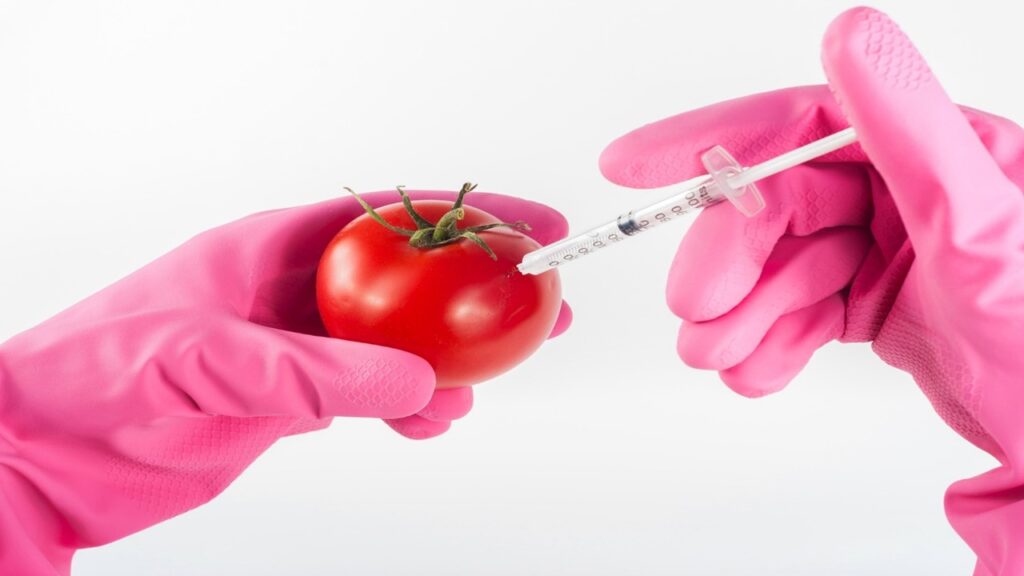 pink pair of gloves left holding red tomato right holding white syringe piercing it into tomato, genetically modified organisms, 